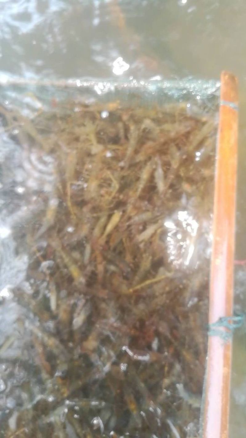 河虾