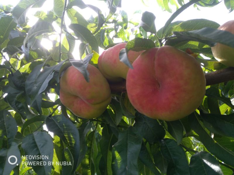 供应蟠桃