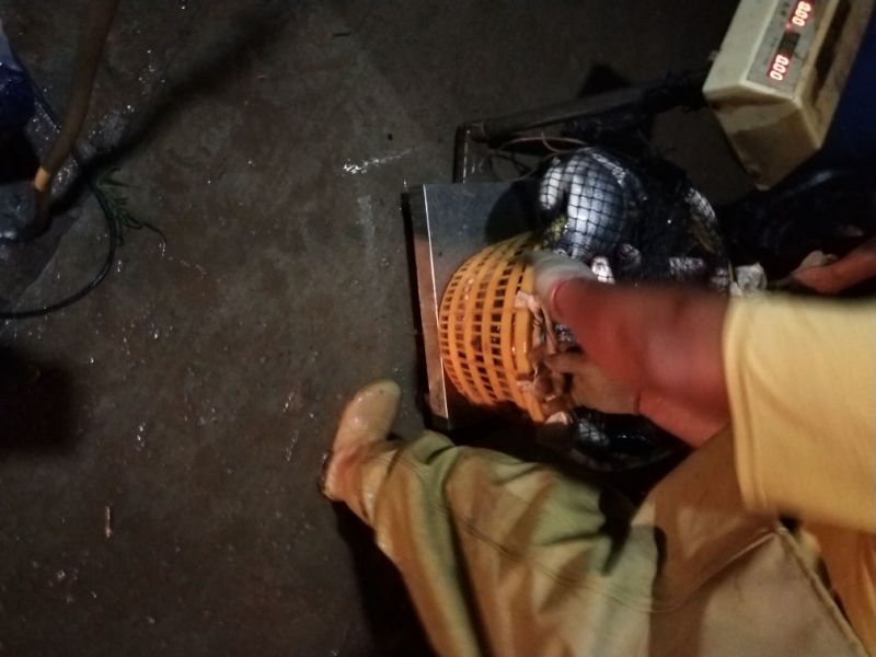 罗非鱼，价格合适