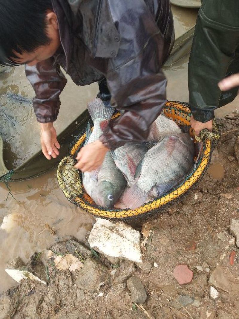 罗非鱼，价格合适