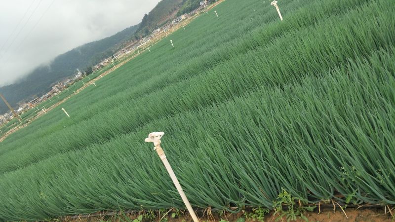 红葱黑葱四季小葱产地直供货源充足实力代办期待长期合作共赢