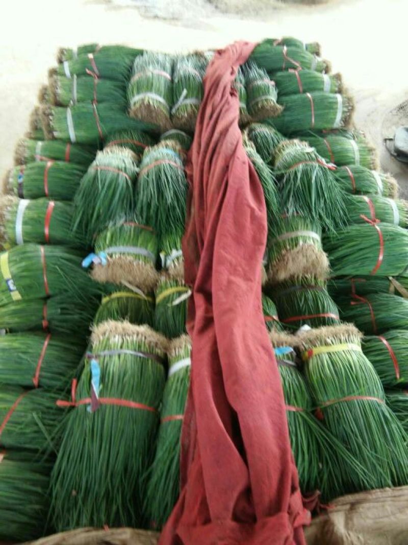 四季小葱50~55cm