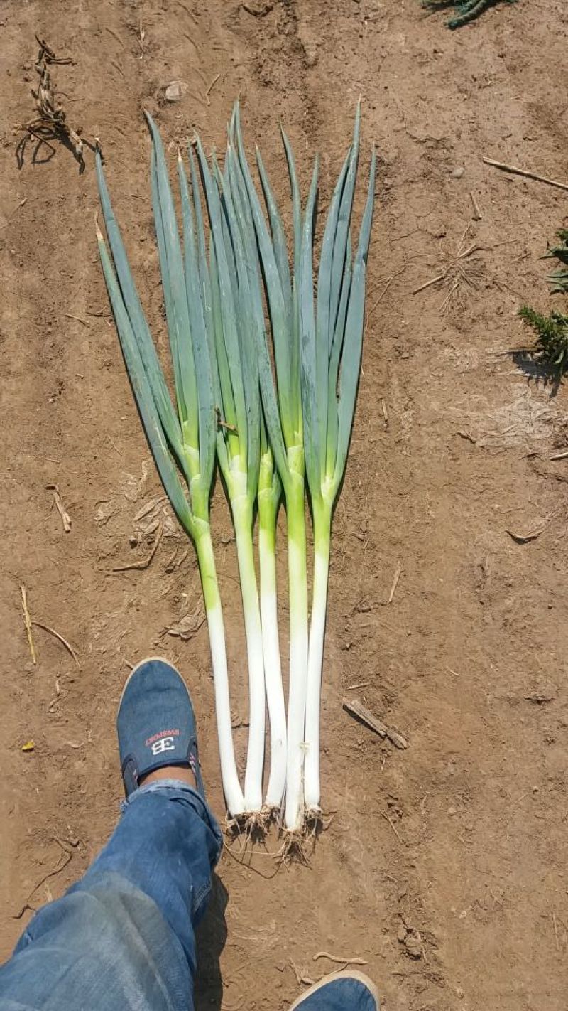 大葱精品日本钢葱大葱毛葱2cm左右30~40cm