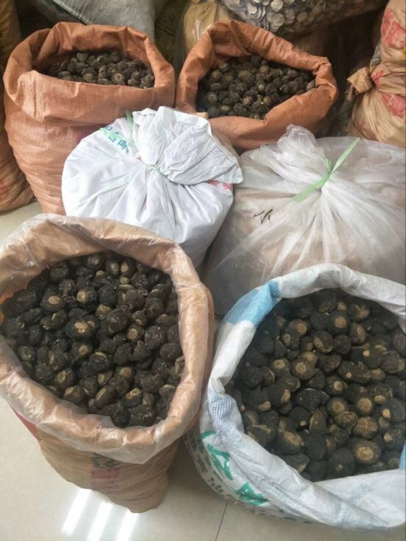 黑玛卡黑色