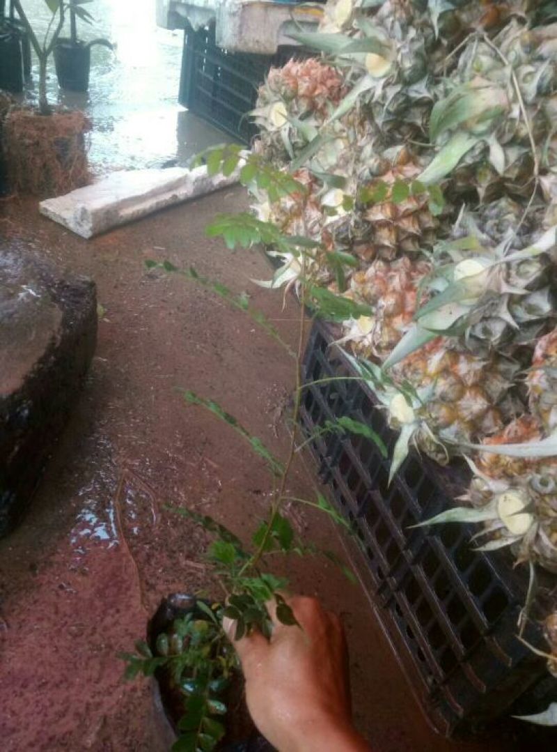 清香木供应
