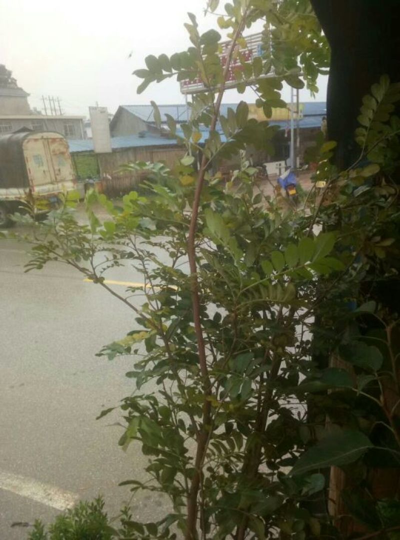 清香木供应