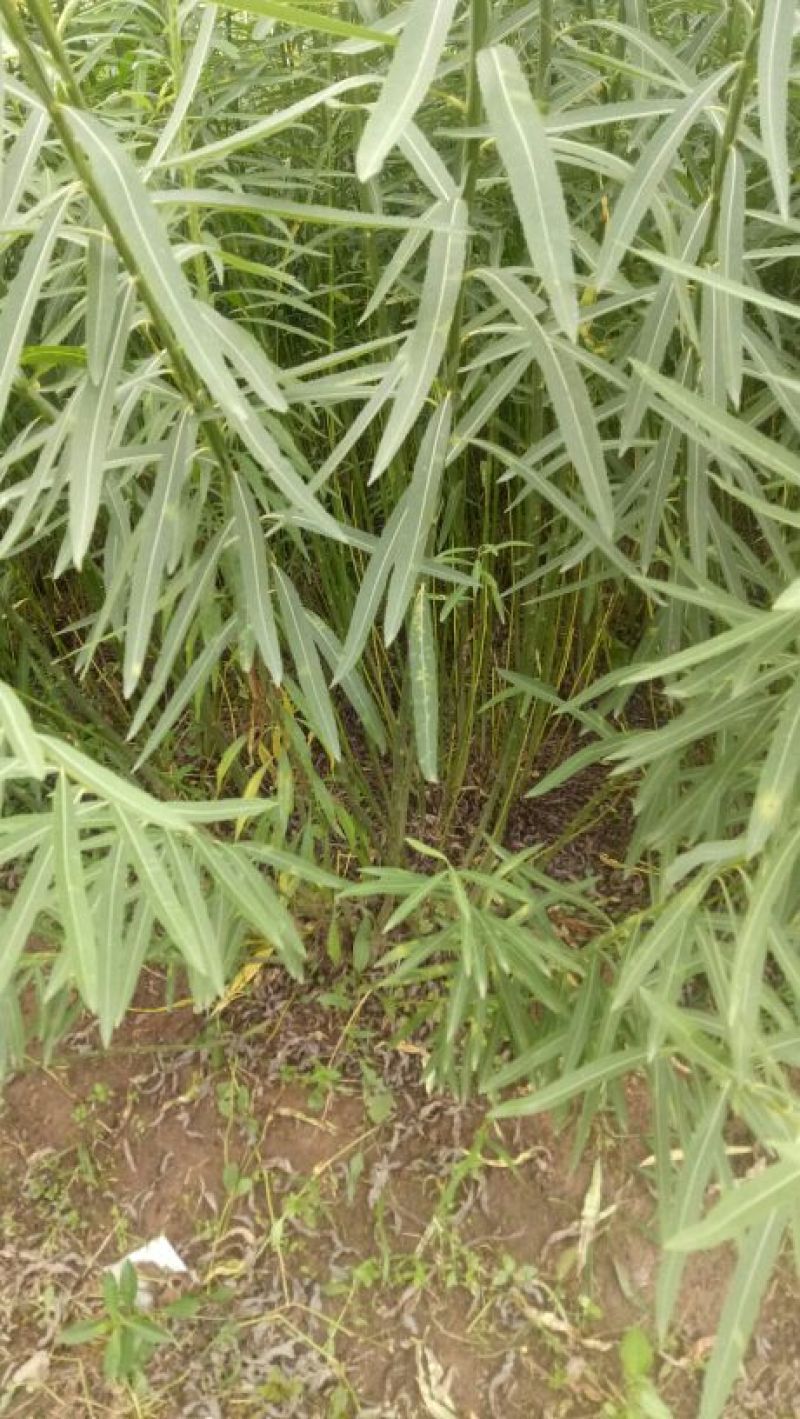 柳条带皮带叶5毛一斤，万亩