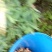 野生菌特级