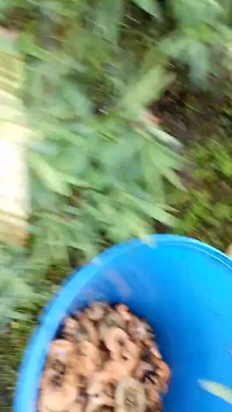 野生菌特级