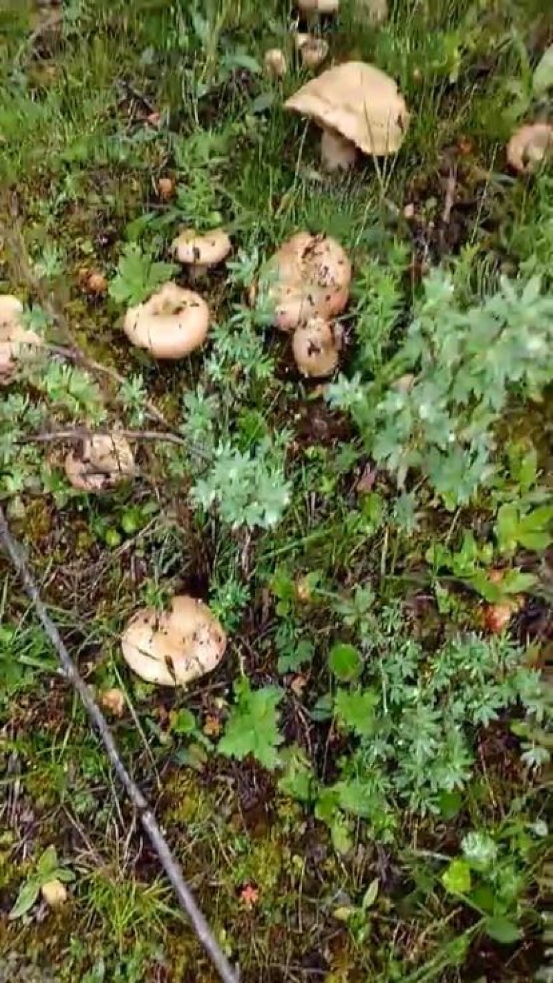 野生菌特级
