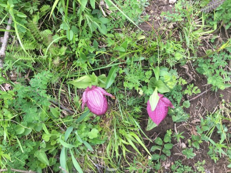 野生菌特级
