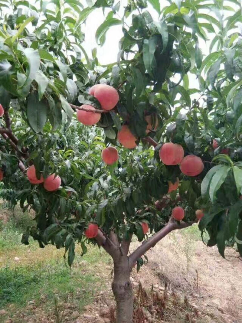 红不软