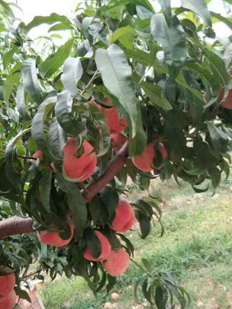 红不软