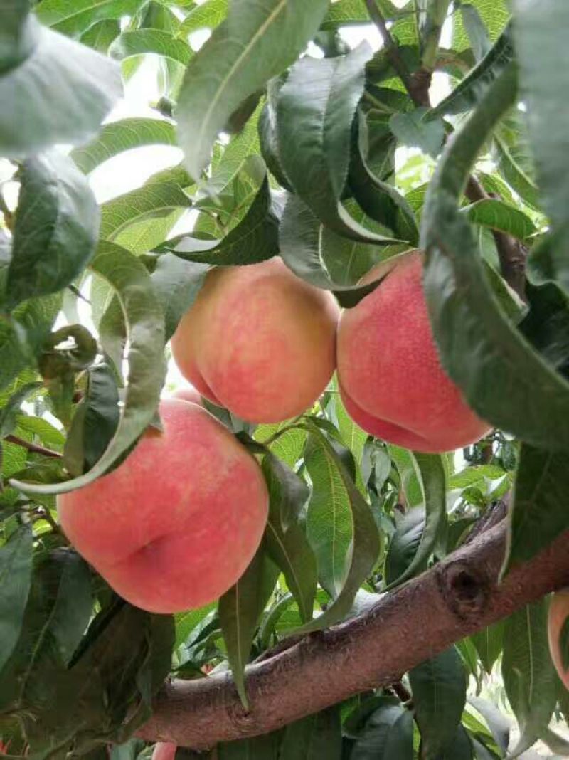 红不软