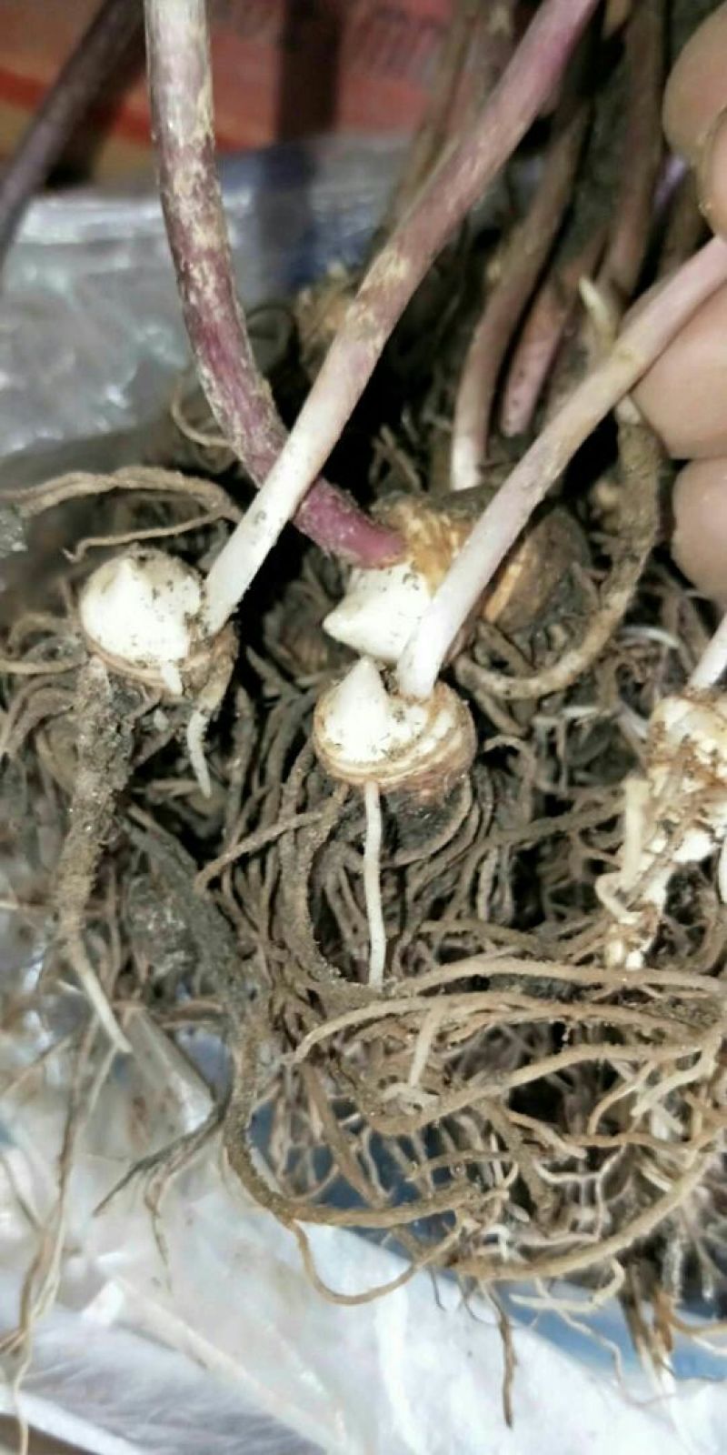 重楼种苗，重楼苗，七叶一枝花种子苗批发，包技术，包回收