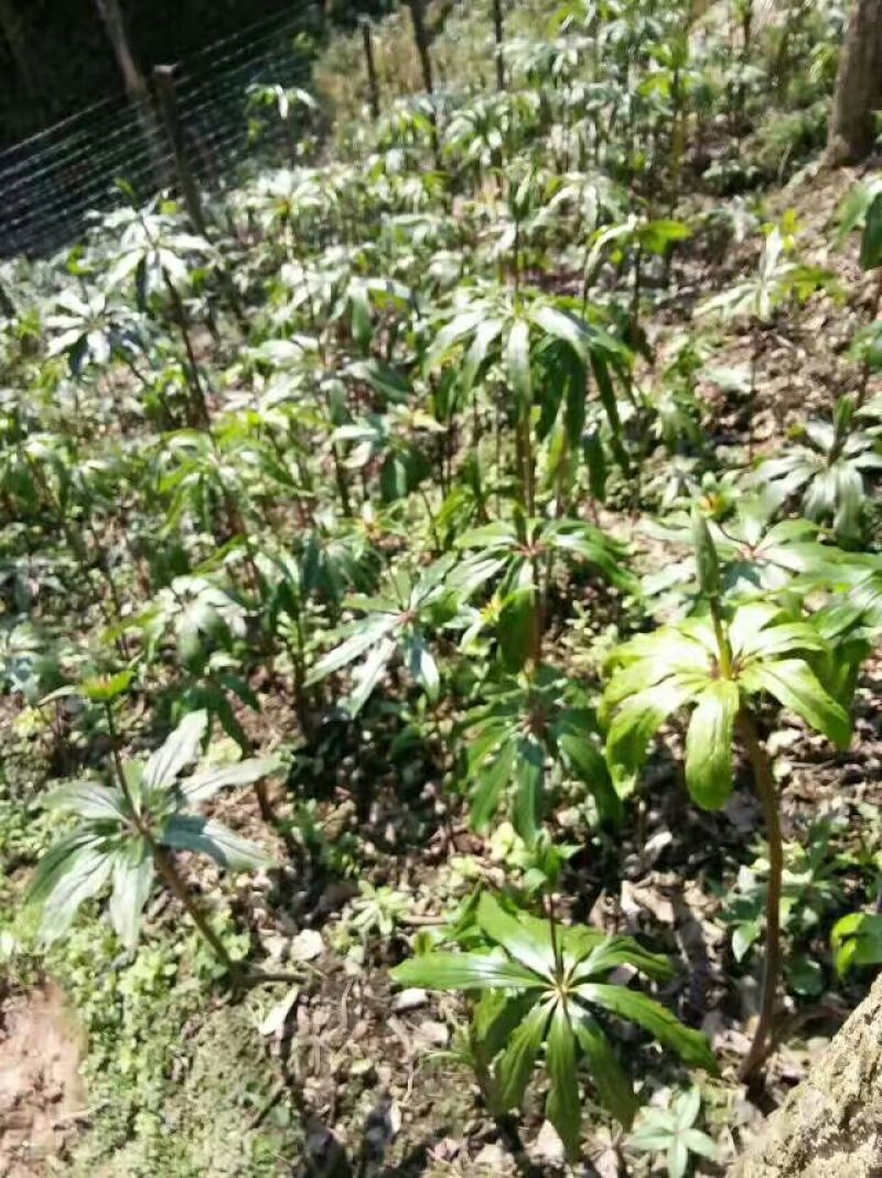 重楼种苗，重楼苗，七叶一枝花种子苗批发，包技术，包回收