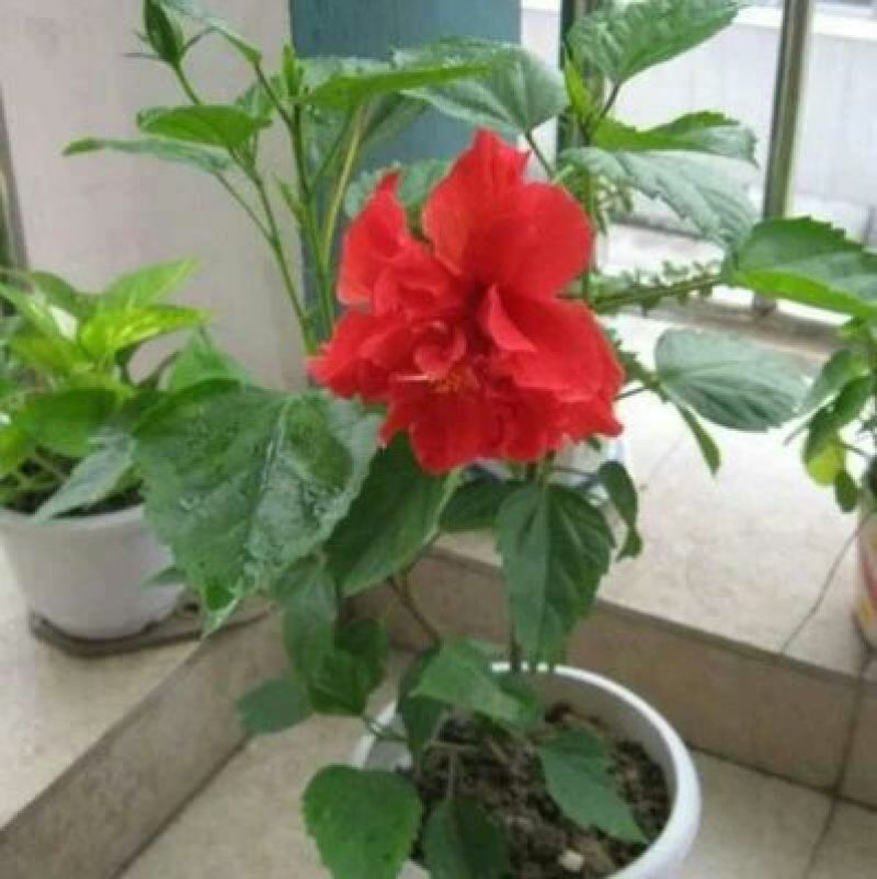 木槿盆栽花卉