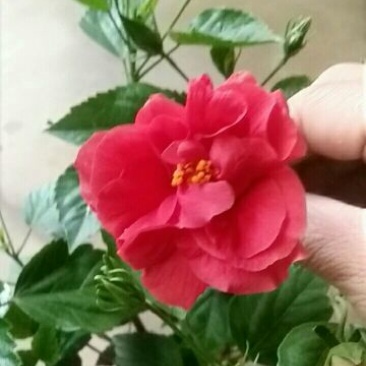 木槿盆栽花卉