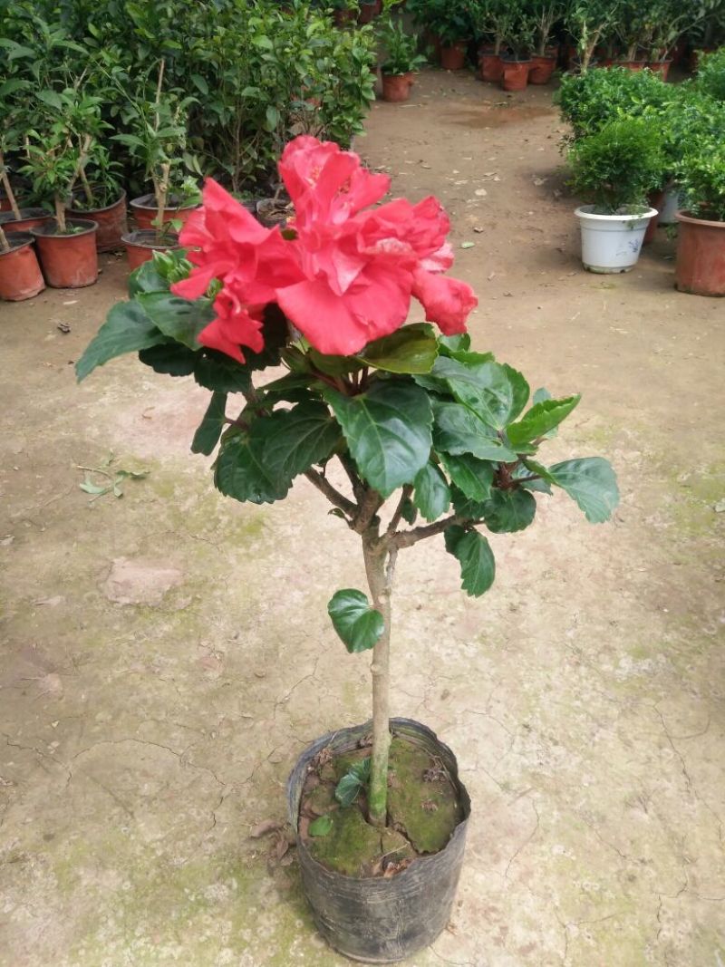 木槿盆栽花卉