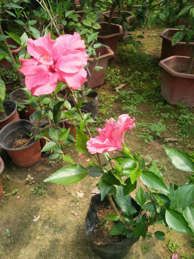 木槿盆栽花卉