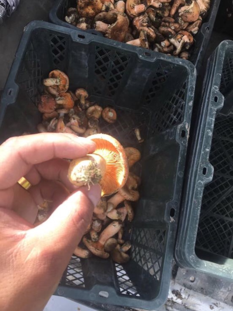 野生菌特级