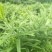 黄精种块茎，黄精种茎，多花姜型黄精根茎批发，包技术包回收