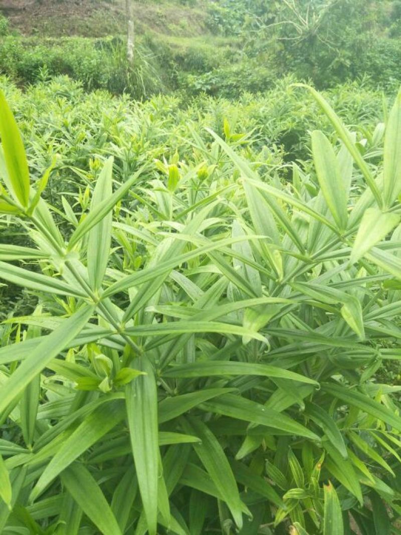 黄精种块茎，黄精种茎，多花姜型黄精根茎批发，包技术包回收