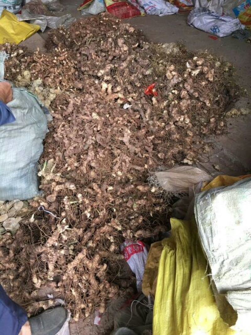 黄精种块茎，黄精种茎，多花姜型黄精根茎批发，包技术包回收