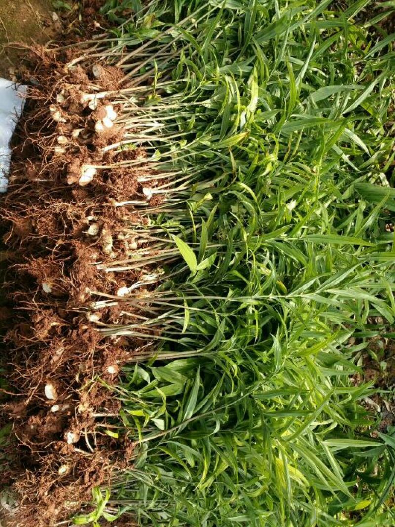 黄精种块茎，黄精种茎，多花姜型黄精根茎批发，包技术包回收
