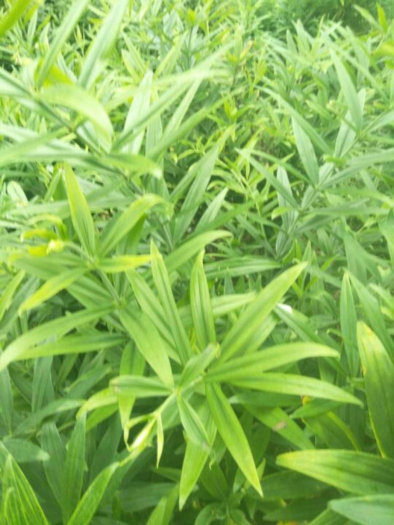 黄精种块茎，黄精种茎，多花姜型黄精根茎批发，包技术包回收