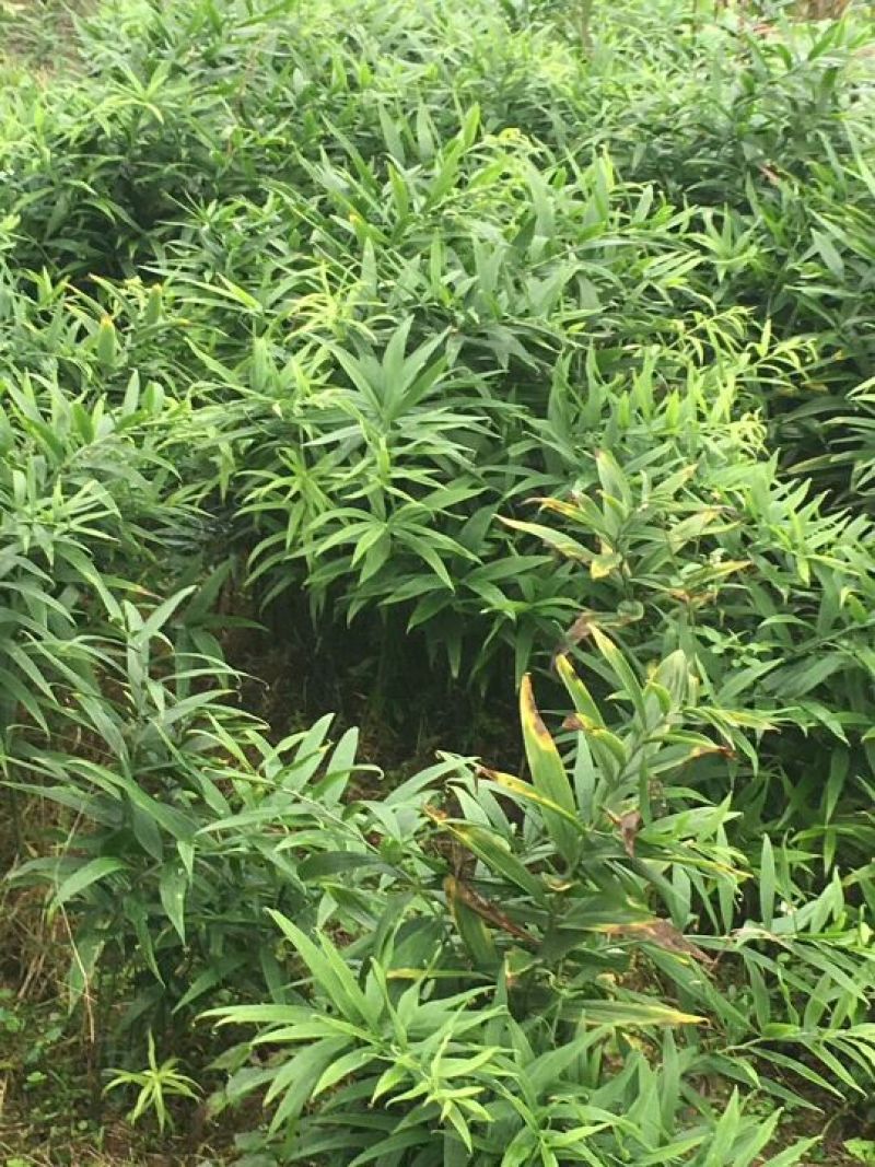 黄精种块茎，黄精种茎，多花姜型黄精根茎批发，包技术包回收