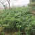 黄精种块茎，黄精种茎，多花姜型黄精根茎批发，包技术包回收