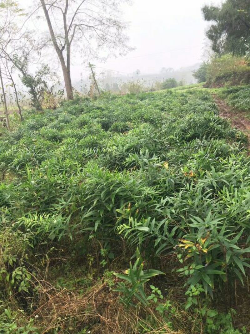 黄精种块茎，黄精种茎，多花姜型黄精根茎批发，包技术包回收