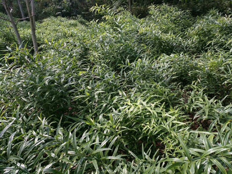 黄精种块茎，黄精种茎，多花姜型黄精根茎批发，包技术包回收