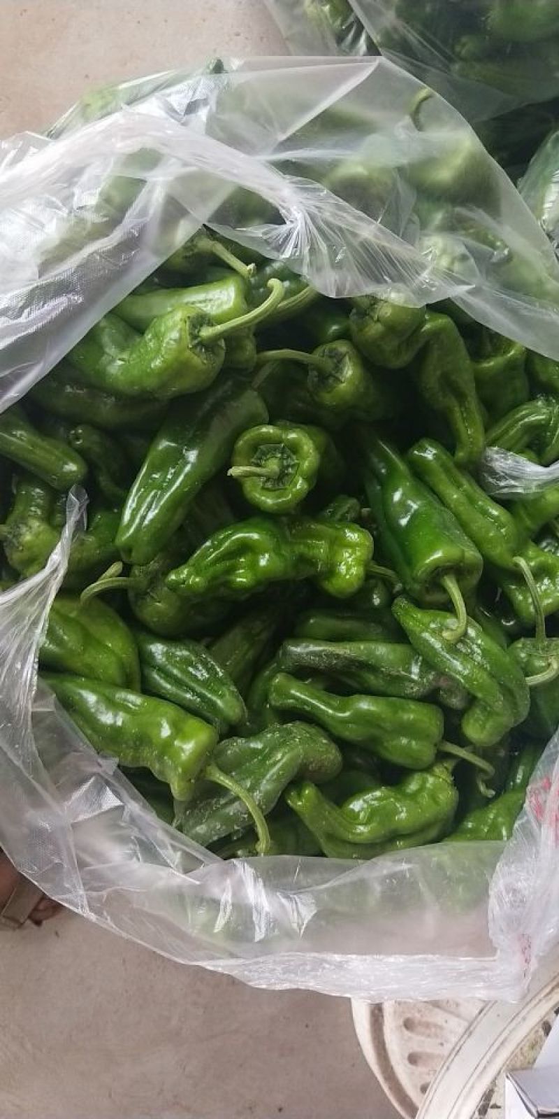 泡椒10~15厘米青微辣