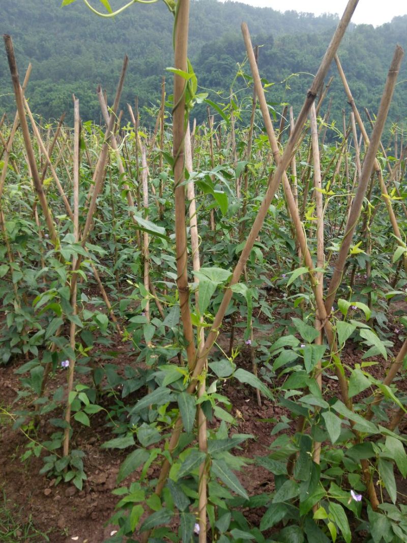 龙池干豇豆500克/袋