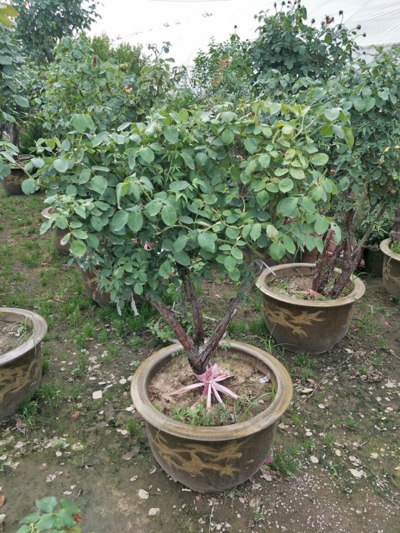 精品造型老树桩月季