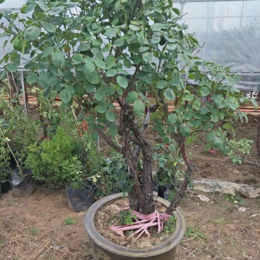 精品造型老树桩月季