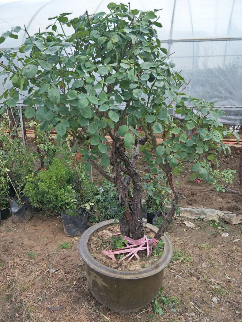 精品造型老树桩月季