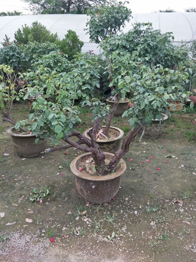 精品造型老树桩月季