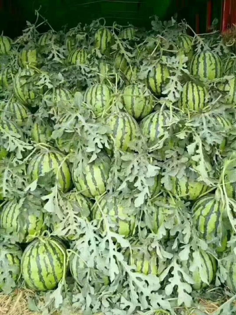 【预售】8424西瓜-基地直供-货源充足-保证质量。