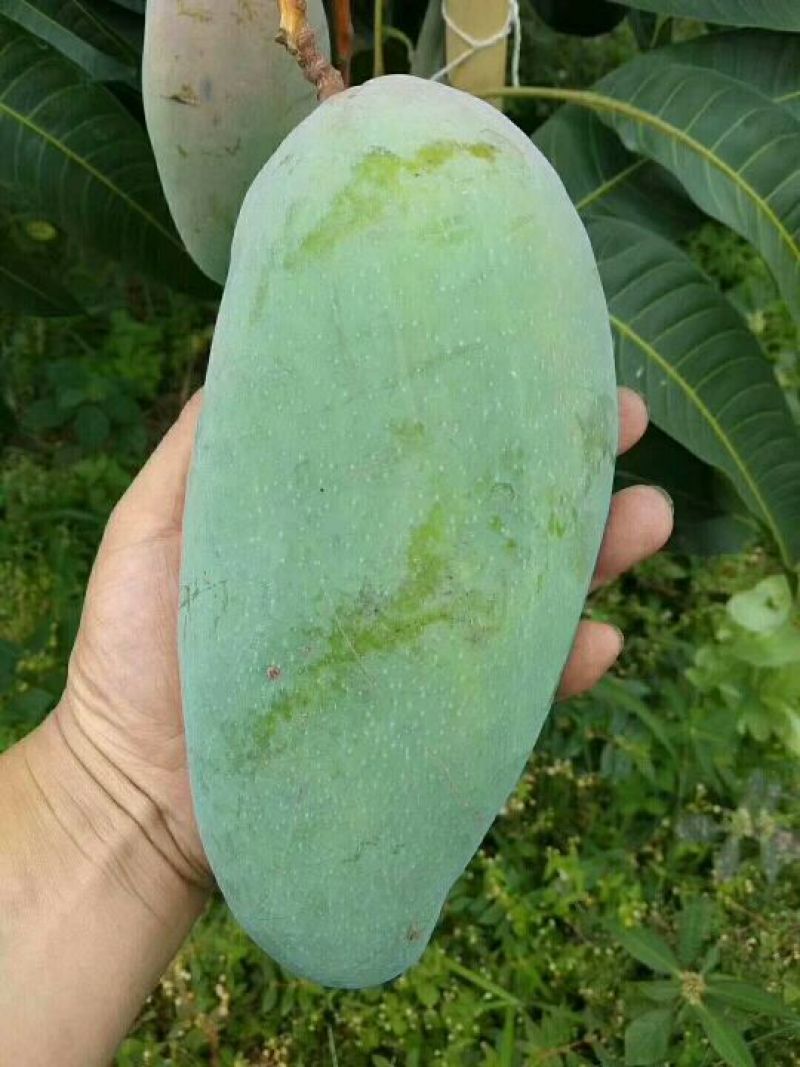 攀枝花金煌芒果