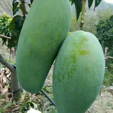 攀枝花金煌芒果