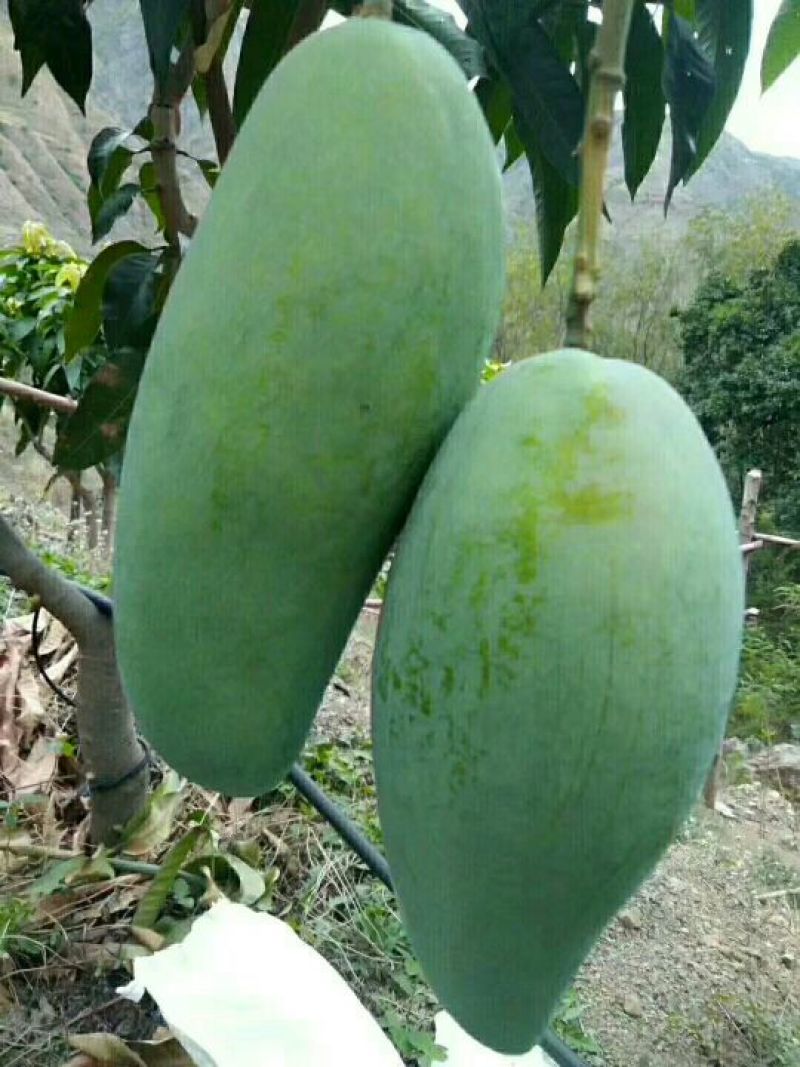 攀枝花金煌芒果