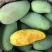 攀枝花金煌芒果