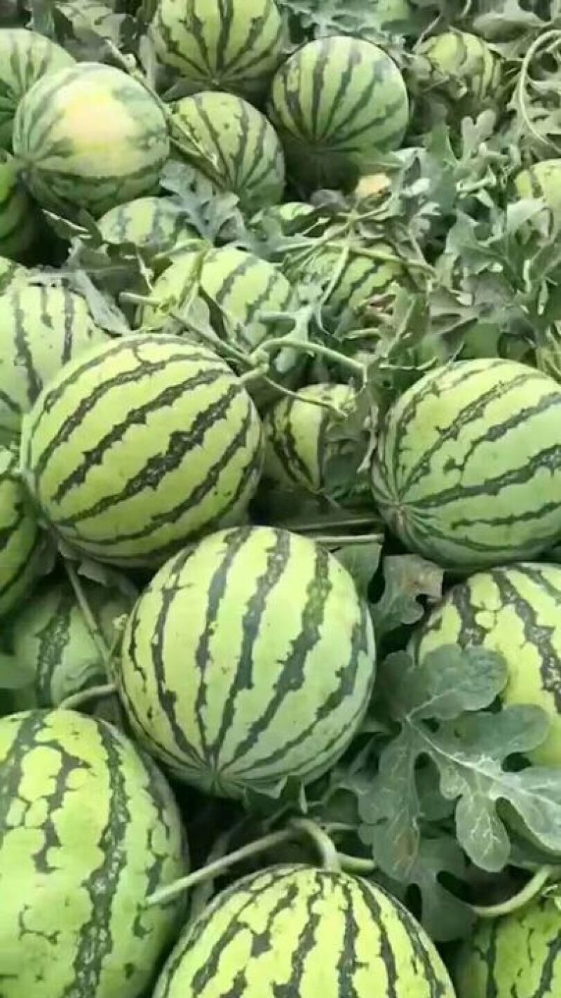【预售】8424西瓜_基地直供-货源充足-保证质量