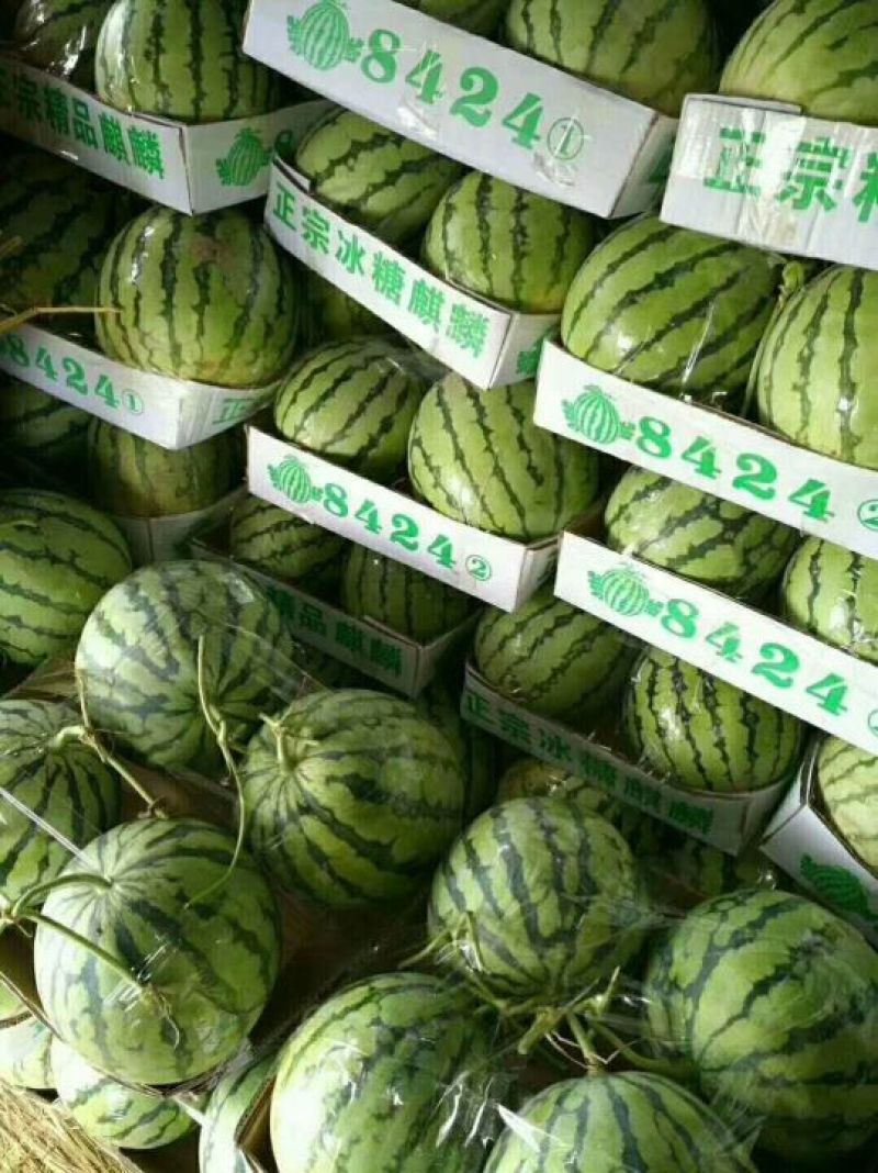 【预售】8424西瓜_基地直供-货源充足-保证质量