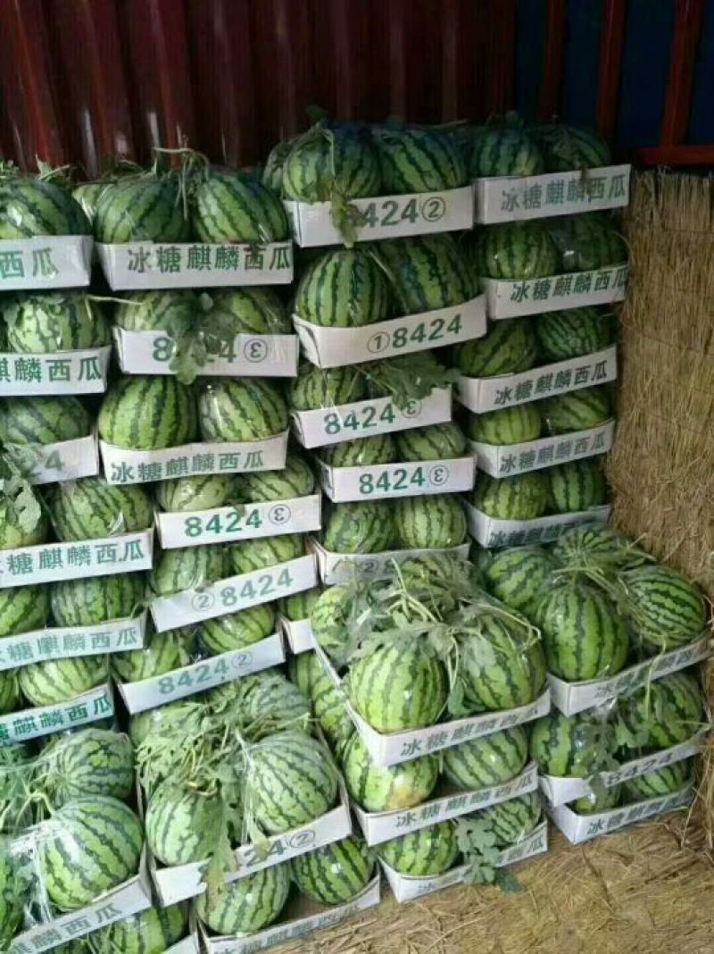 【预售】8424西瓜_基地直供-货源充足-保证质量