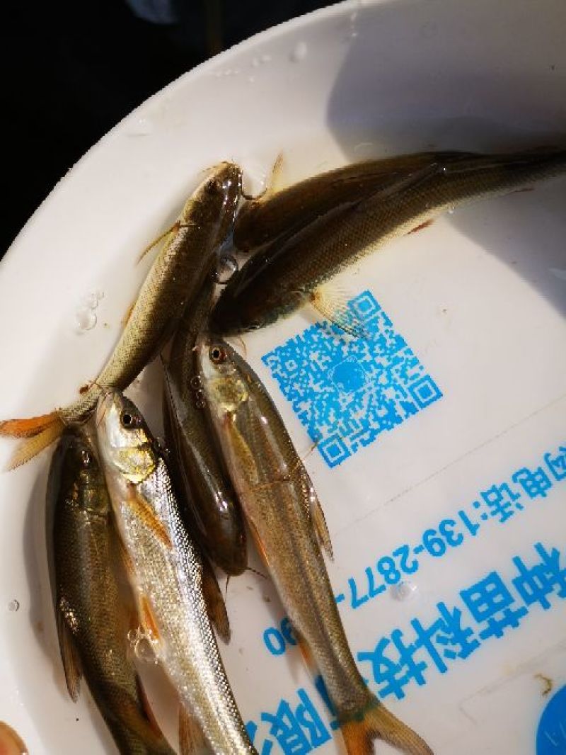 银雪鱼苗