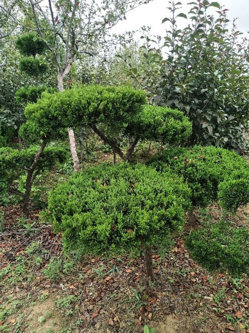 造型龙柏